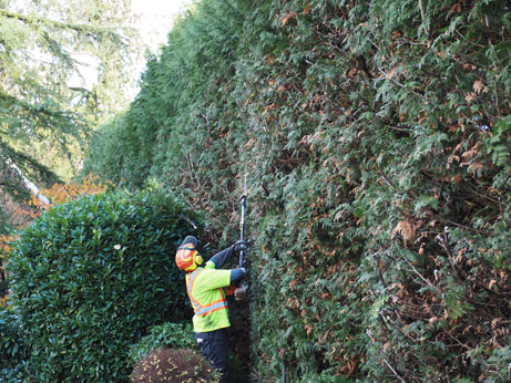 Tree Removal Fraser Valley Tree Service